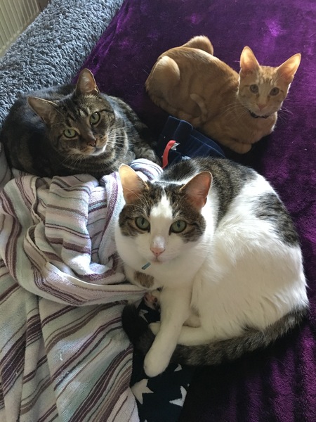 Names for cats