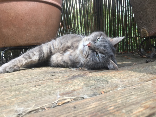 Tabby appreciation thread (with pics)