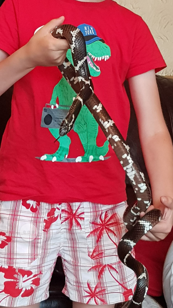 Is anyone else slightly traumatised by the recent spate of escaped snake stories?