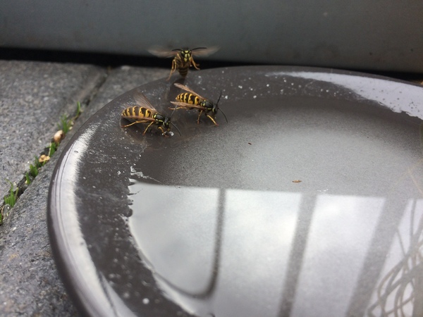 I just got stung by a wasp!