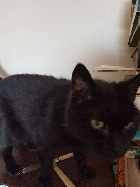 What's your DCat up to today? (Thread 7!)