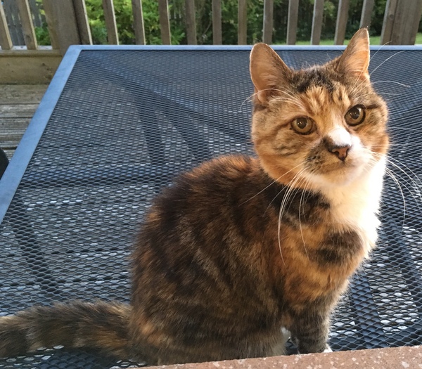 Happy International Cat Day!