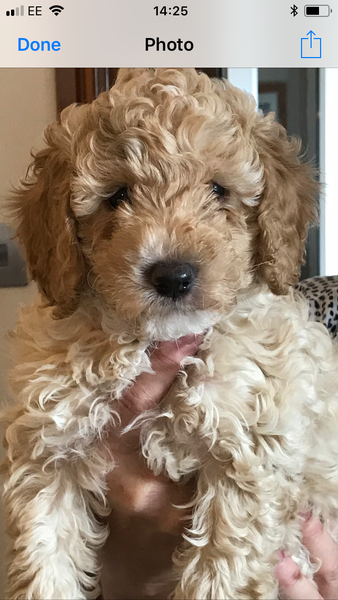 Things you wish you'd known as a new puppy/dog owner