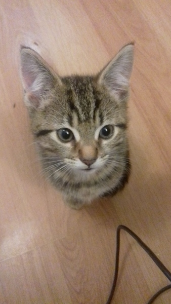 Kitten pic anyone?