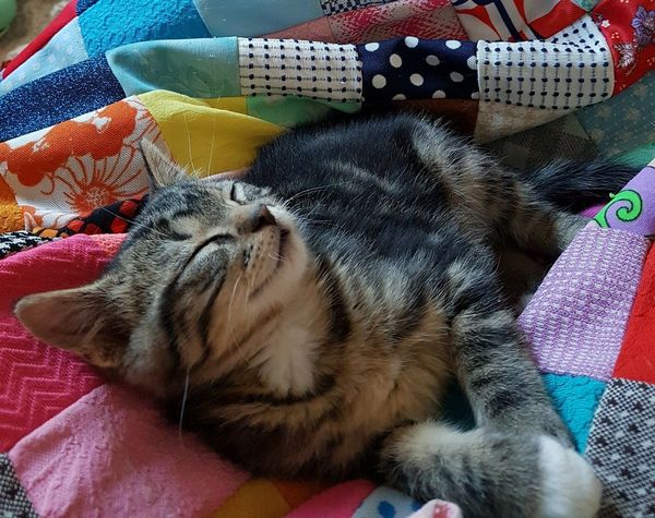 To think my new kitten is far too Cute?