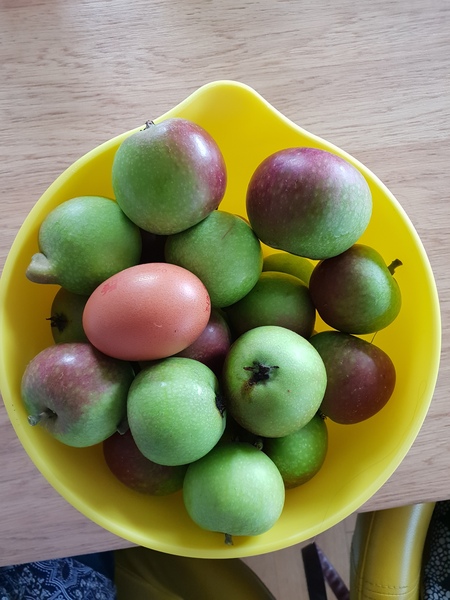 Apple Tree