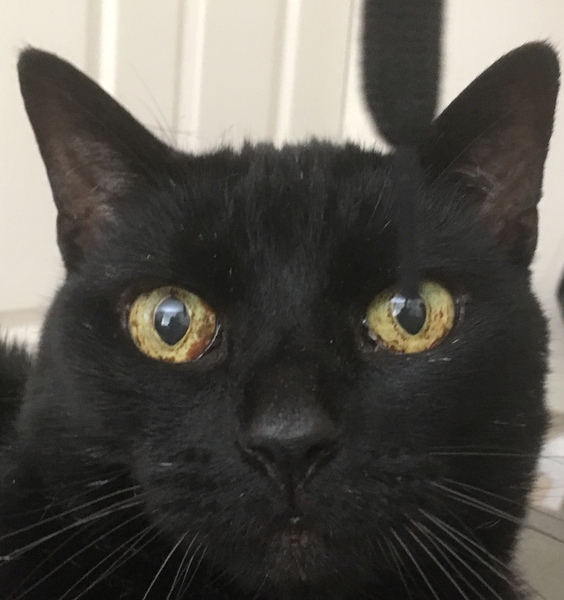 My old lady's eye