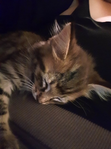 To think my new kitten is far too Cute?