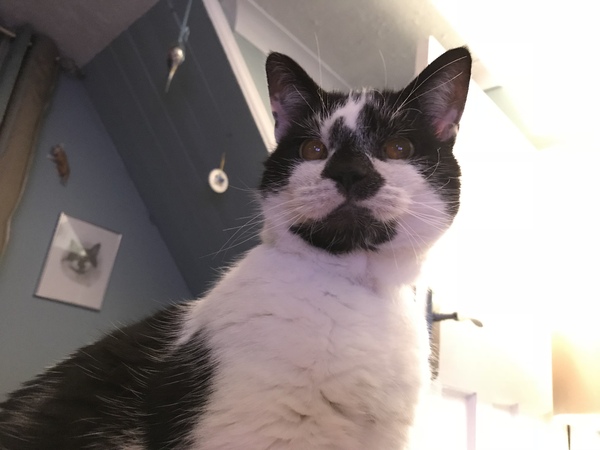 Happy International Cat Day!