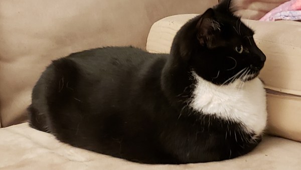 Names for cats