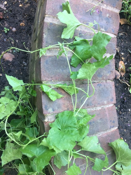 Tips for novice herb gardeners, and what is this?