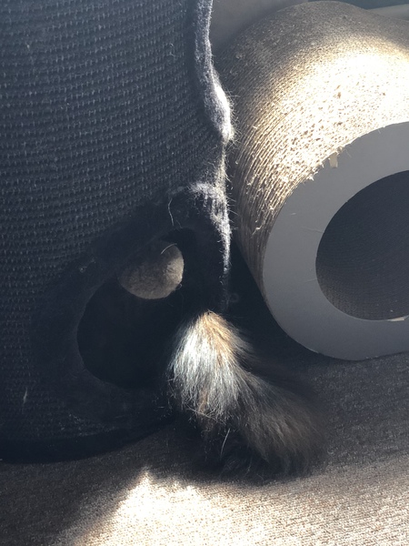 What's your DCat up to today? (Thread 7!)