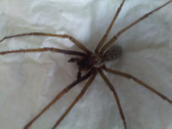 To have screamed and my arse shoot to the other end of the bed..(light-hearted picture of spider included)