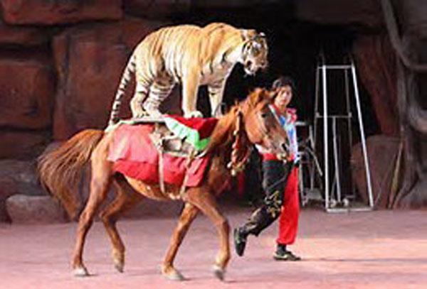 Think we need a bigger cat..... recommendations for a large family one?