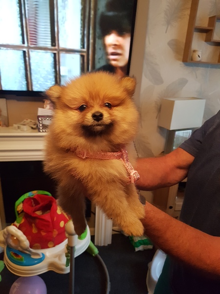 Help me name this ball of fluff!!!