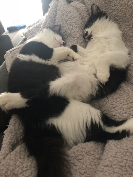 I just love my cat babies!!
