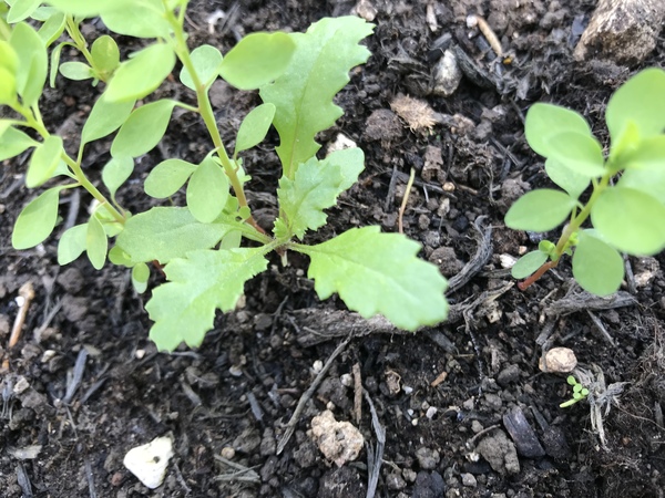 What are these seedlings? *photos*