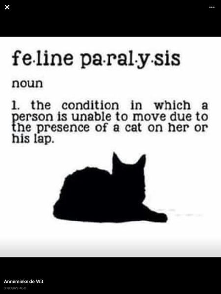 Kitten viewing today and getting cold feet!