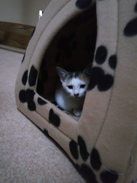 To ask on this dreary bank holiday Monday for your pet photos?