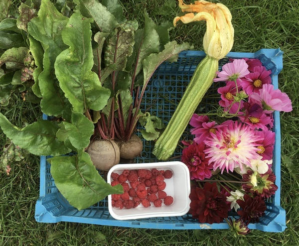 Allotment?Veg Patch Thread 13! Are we weathering the weather?