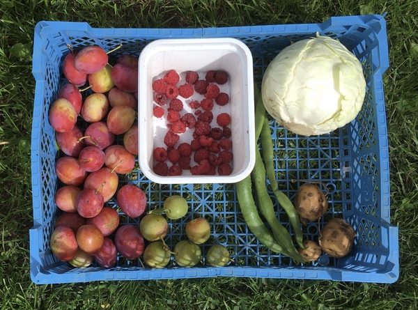 Allotment?Veg Patch Thread 13! Are we weathering the weather?