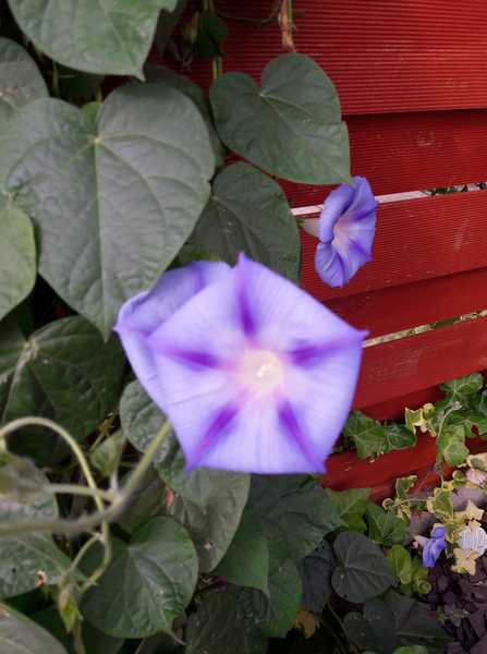 What is your favourite plant/flower?Houseplant or otherwise? Photos would be lovely.