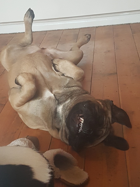 What a beautiful dog!