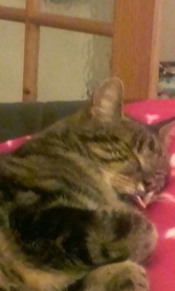 Tabby appreciation thread (with pics)