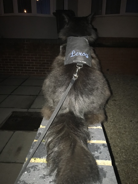 Keeping a cat indoors?