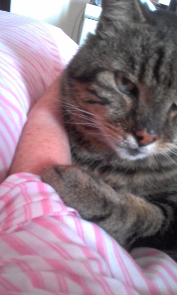 Tabby appreciation thread (with pics)