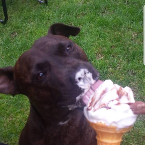 To ask on this dreary bank holiday Monday for your pet photos?