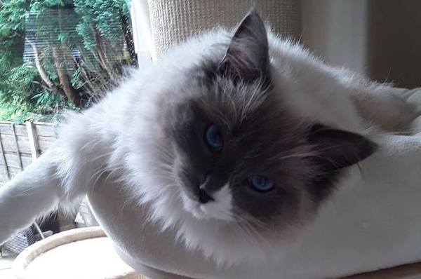 I want to show off my cat please