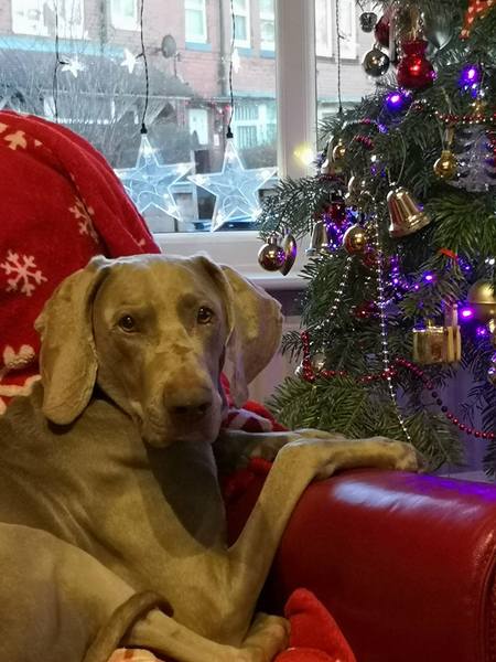 To think Mumsnet don’t approve of any dog?