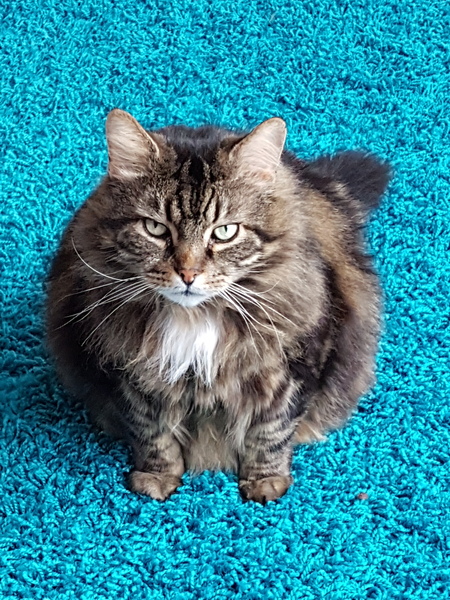 Tabby appreciation thread (with pics)