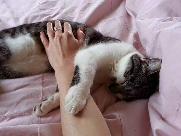 Tabby appreciation thread (with pics)