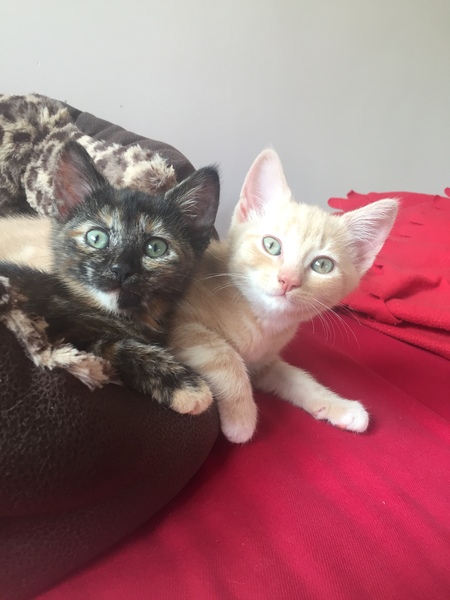 Happy International Cat Day!