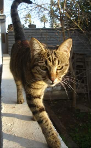 Tabby appreciation thread (with pics)