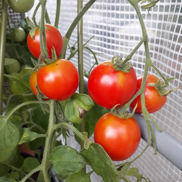 Allotment/Veg Patch Thread 12! Plotmenters hoping for better weather