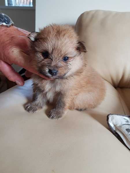 Help me name this ball of fluff!!!