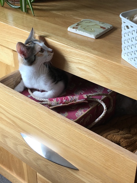 Getting A New Rescue Cat, Excited!