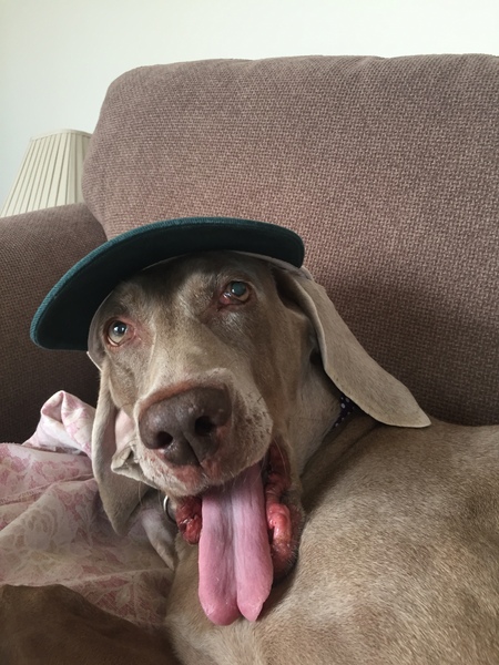 To think Mumsnet don’t approve of any dog?