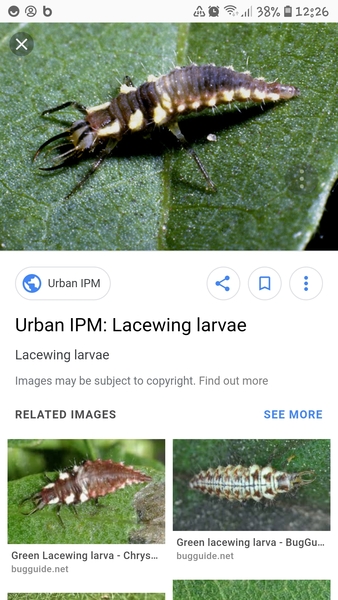 What the f is this?