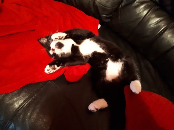 To think my new kitten is far too Cute?