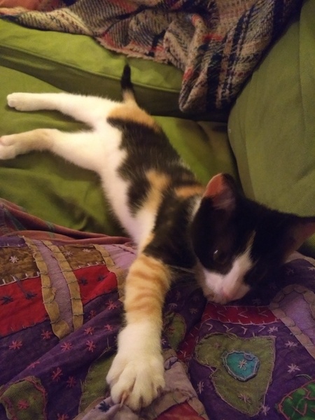 To think my new kitten is far too Cute?