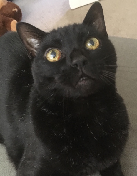 Happy Black Cats Appreciation day!