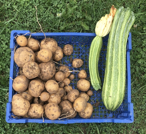 Allotment?Veg Patch Thread 13! Are we weathering the weather?