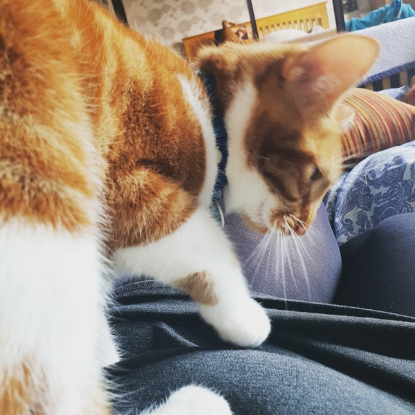 What's your DCat up to today? (Thread 7!)