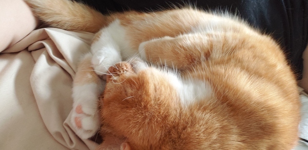 To think my new kitten is far too Cute?