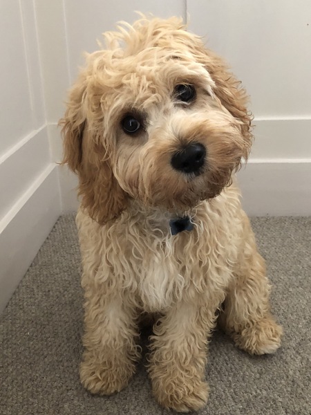 To think Mumsnet don’t approve of any dog?