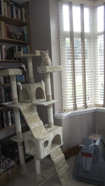 Kittens - and nests/scratching posts- Opinions please!
